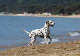 DALMATIEN 213